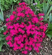 Image result for Dianthus Whatfield Victoria