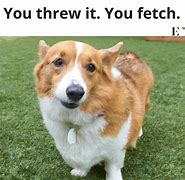 Image result for Funny Animal Memes About Life