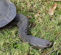 Image result for Macrochelodina expansa