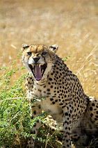 Image result for Cheetah Roaring