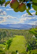 Image result for Apple-Picking Vermont