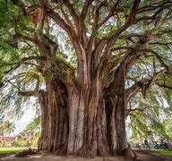 Image result for What Is the Biggest Tree in the World