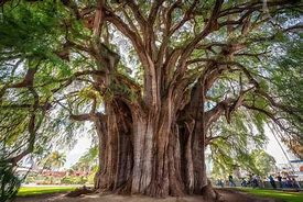 Image result for Heaviest Tree in the World