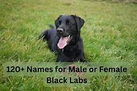 Image result for Black Lab Dog Names