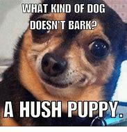 Image result for Hush Puppy Meme