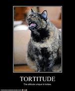 Image result for Tortoise Shell Cat Meme