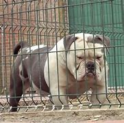 Image result for Biggest Bulldog in the World