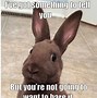 Image result for Rabbit Saying No Meme
