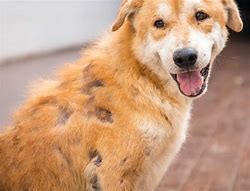 Image result for Scabies in Dogs