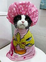 Image result for Cat Meme Baby Shower