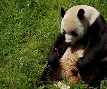 Image result for Sad Panda Anthromorph