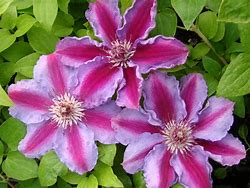 Image result for Clematis Tudor