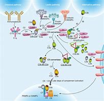 Image result for Complement Cascade Immune System