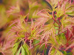 Image result for Acer palmatum Seiryu