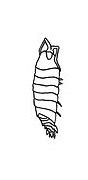Image result for Isopod Life Cycle