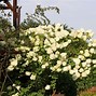 Image result for Hydrangea pan. Grandiflora