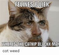 Image result for Catnip Weed Meme