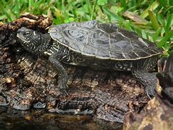 Image result for Graptemys pseudogeographica