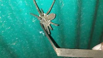 Image result for Arizona Huntsman Spider