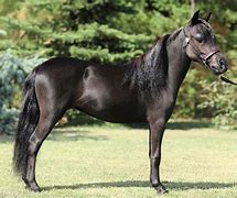 Image result for Smallest Horse Black