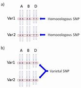 Image result for Homozygous for a SNP
