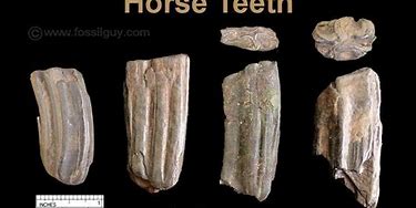 Image result for Fossil Mammal Teeth Identification