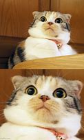 Image result for shock cats memes templates