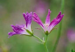 Image result for Geranium oxonianum ‘Thurstonianum’