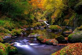Image result for Autumn Forest Landscape
