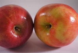 Image result for Orion Apple Variety
