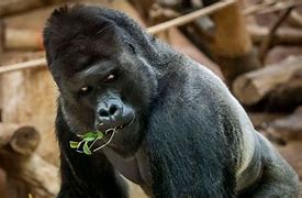 Image result for Ozzie world's oldest gorilla dies