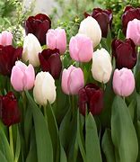 Image result for Tulip Bulbs