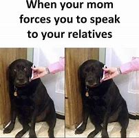 Image result for Dog On Phone Meme