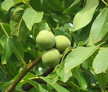 Image result for Juglans regia Franquette