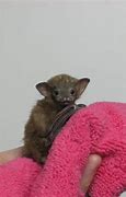 Image result for Bumble Bat