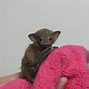Image result for Bumblebee Bats Pets