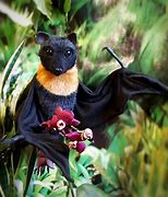 Image result for Bat Toy Noise