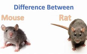 Image result for What Is the Difference Between Rats and Mice