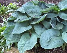 Image result for Hosta Mr. Blue