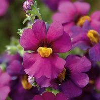 Image result for NEMESIA FANTASY PINK