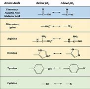Image result for Amino Acid and HCL