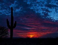 Image result for 2560X1440 Arizona Cactus