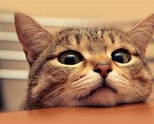 Image result for Wallpaper Photos for Laptop Cat