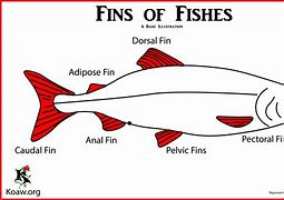 Image result for Lenate Fish Fin