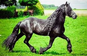 Image result for Race Horse Breeds