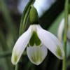 Image result for Galanthus Mr. Camouflage