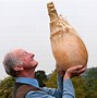 Image result for Biggest Potato Ever Grown and Scariest