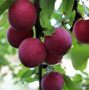 Image result for Purple Cherry Plum Fruit