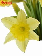 Image result for Narcis dutch master