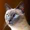 Image result for Derp Cat Face